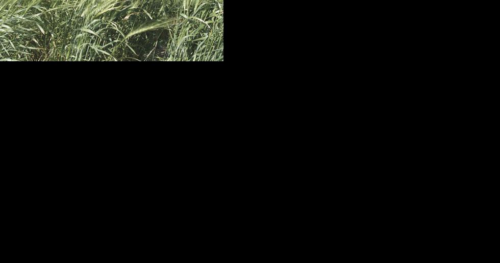 Spring wheat market remains range bound - Vimarsana News