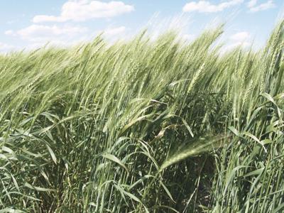 Spring wheat