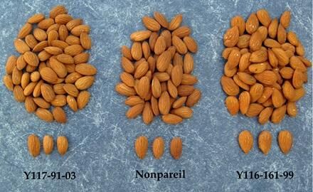 Almond varieties