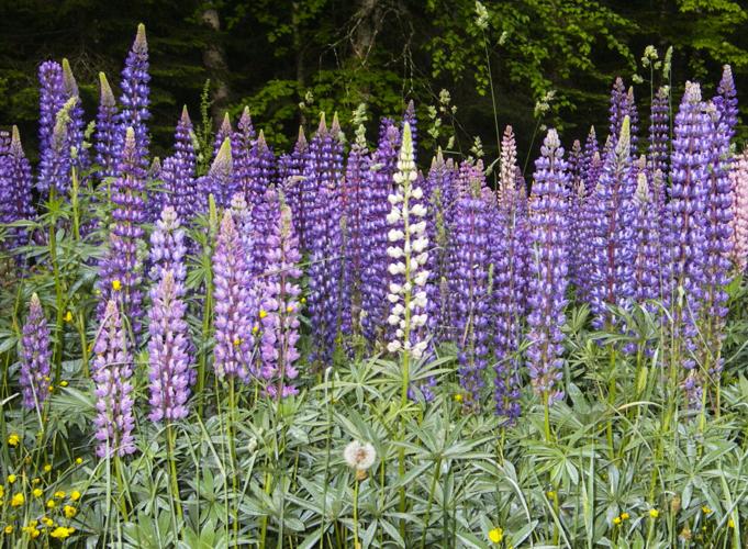 Lupine flowers