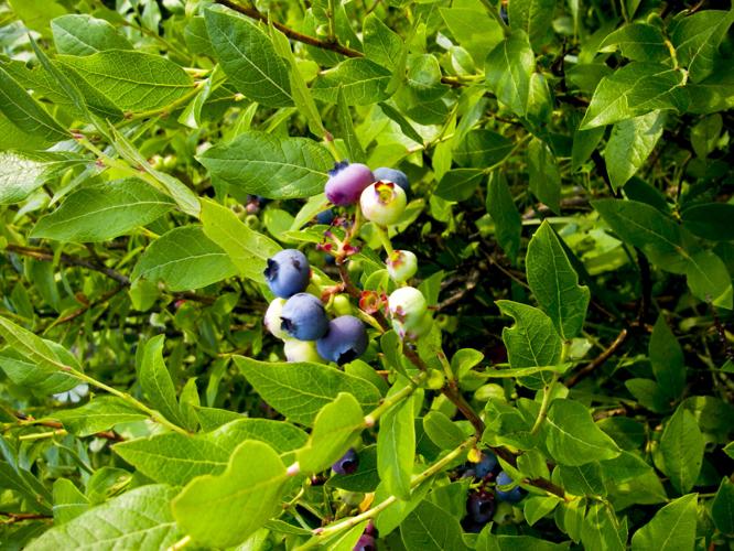 Blueberries