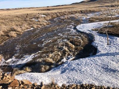 Robinsons counting down the days until spring calving