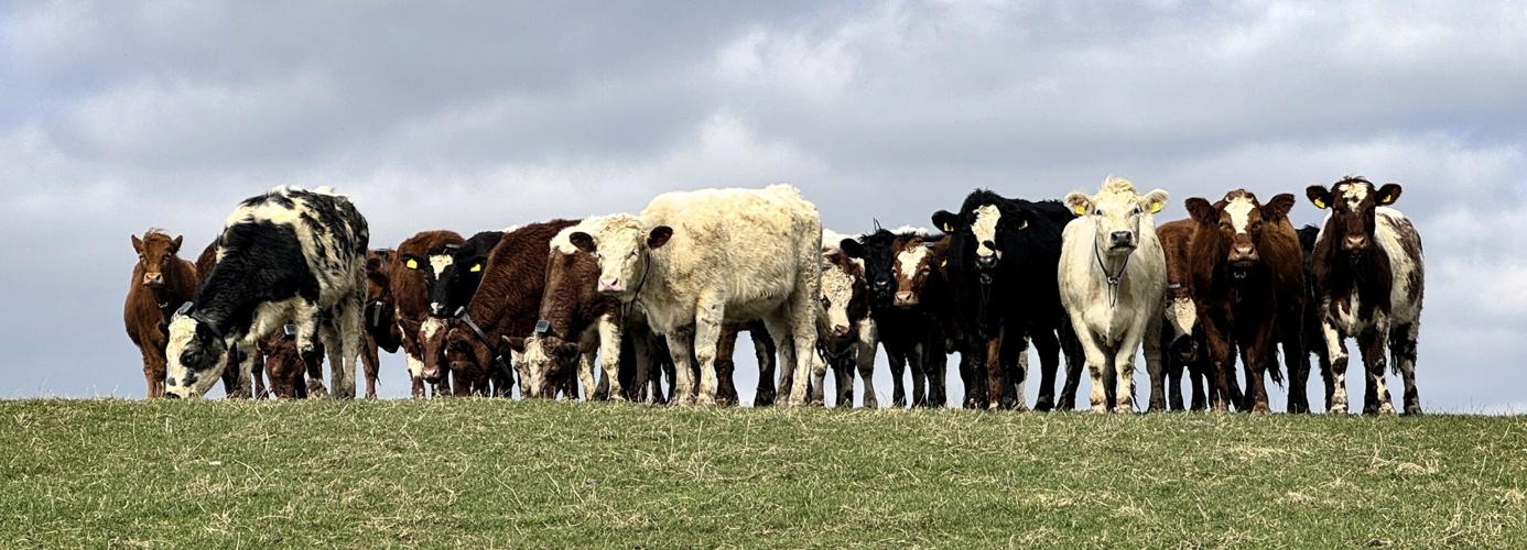 Beef cattle cows