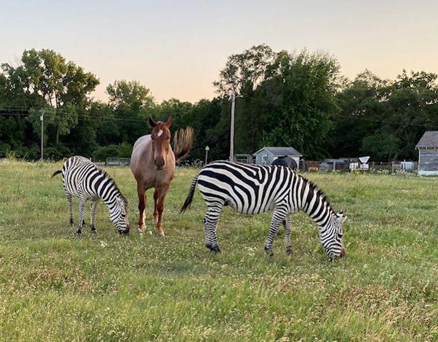 Zebras on pasture