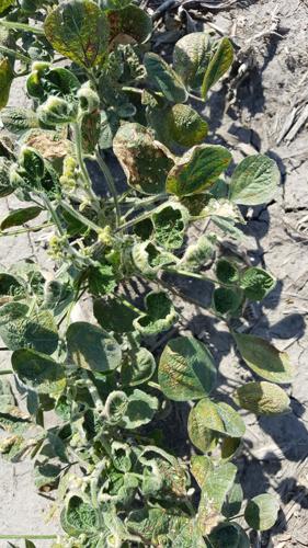 Dicamba damage, recovery a waiting game
