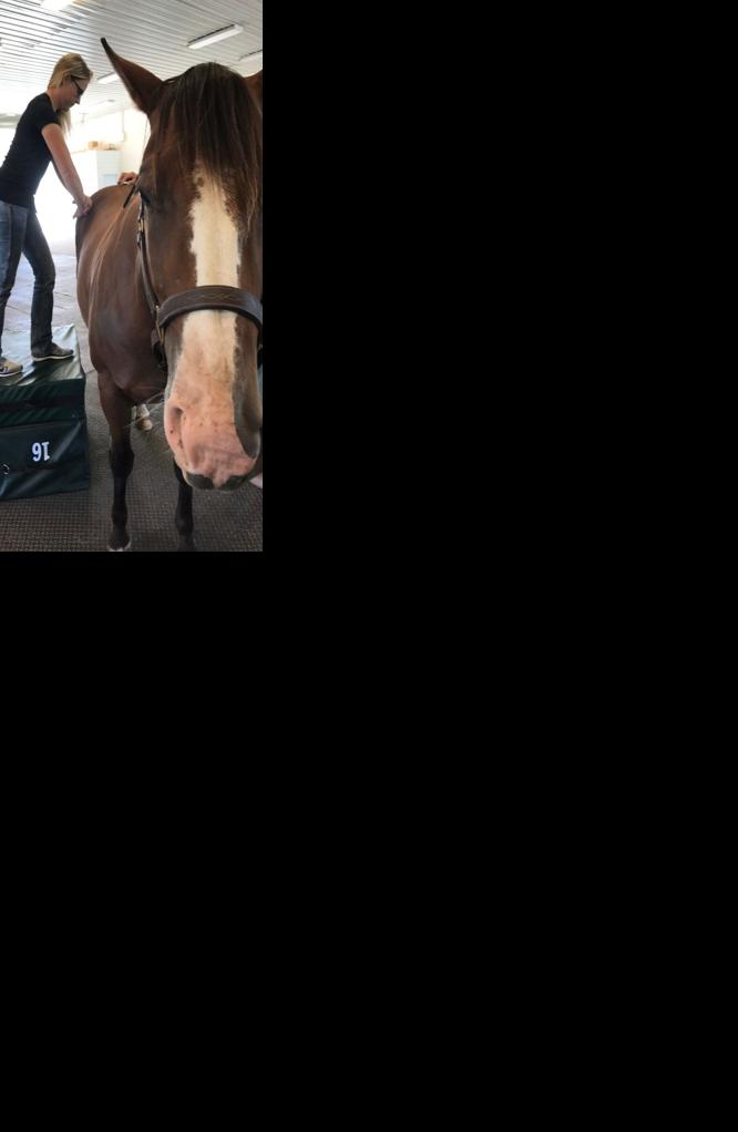 Chiropractic horse