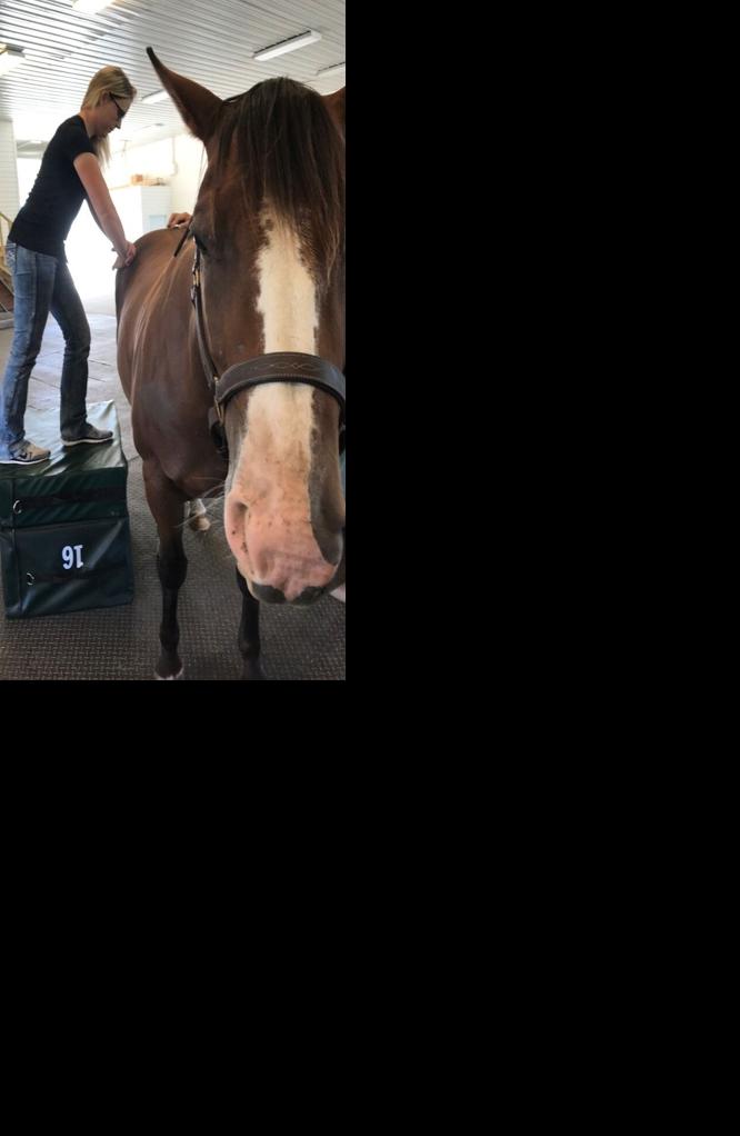 Chiropractic horse