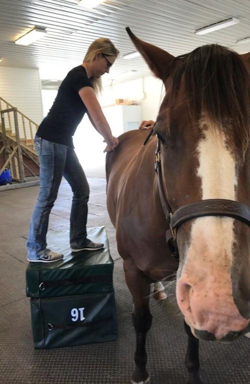 Chiropractic horse
