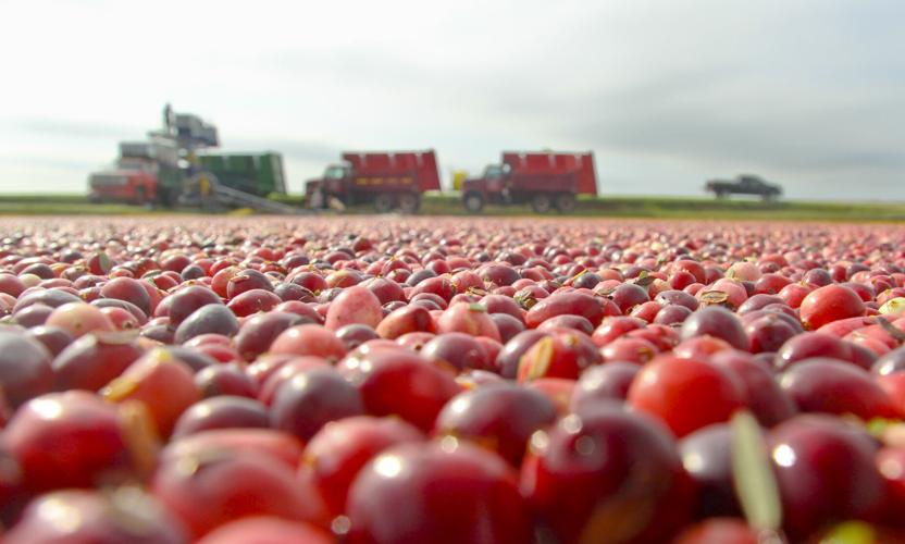 Cranberry Harvest