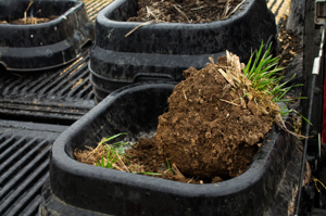 Soil clump