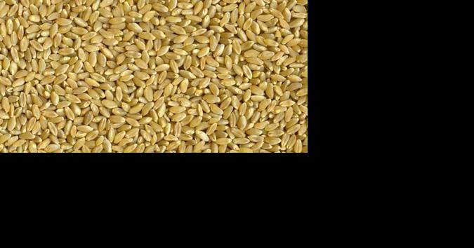 Durum prices around $9 as year-end nears - Vimarsana News