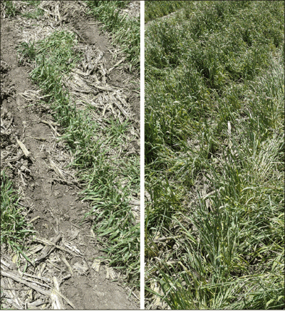 corn soybean comparison with cover crops