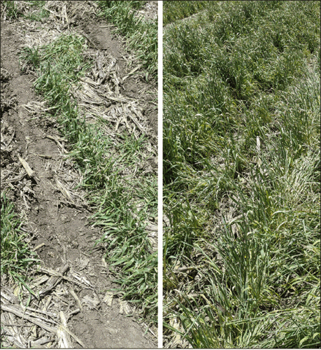 corn soybean comparison with cover crops