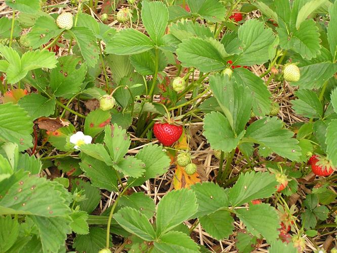 Strawberries