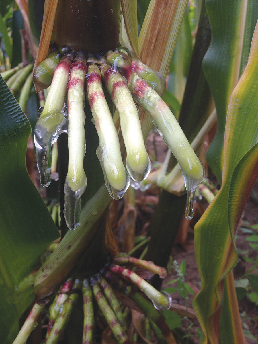 Scientists ID corn that fixes its own nitrogen Crops