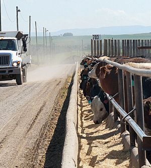 Beef cattle feed yard