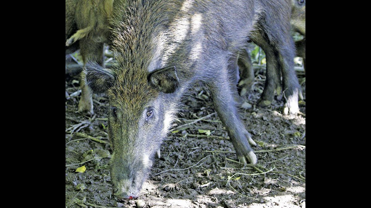 Feral Hogs Are the Worst Invasive Species You've Never Thought