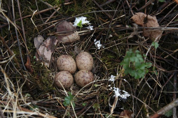 Woodcock nest