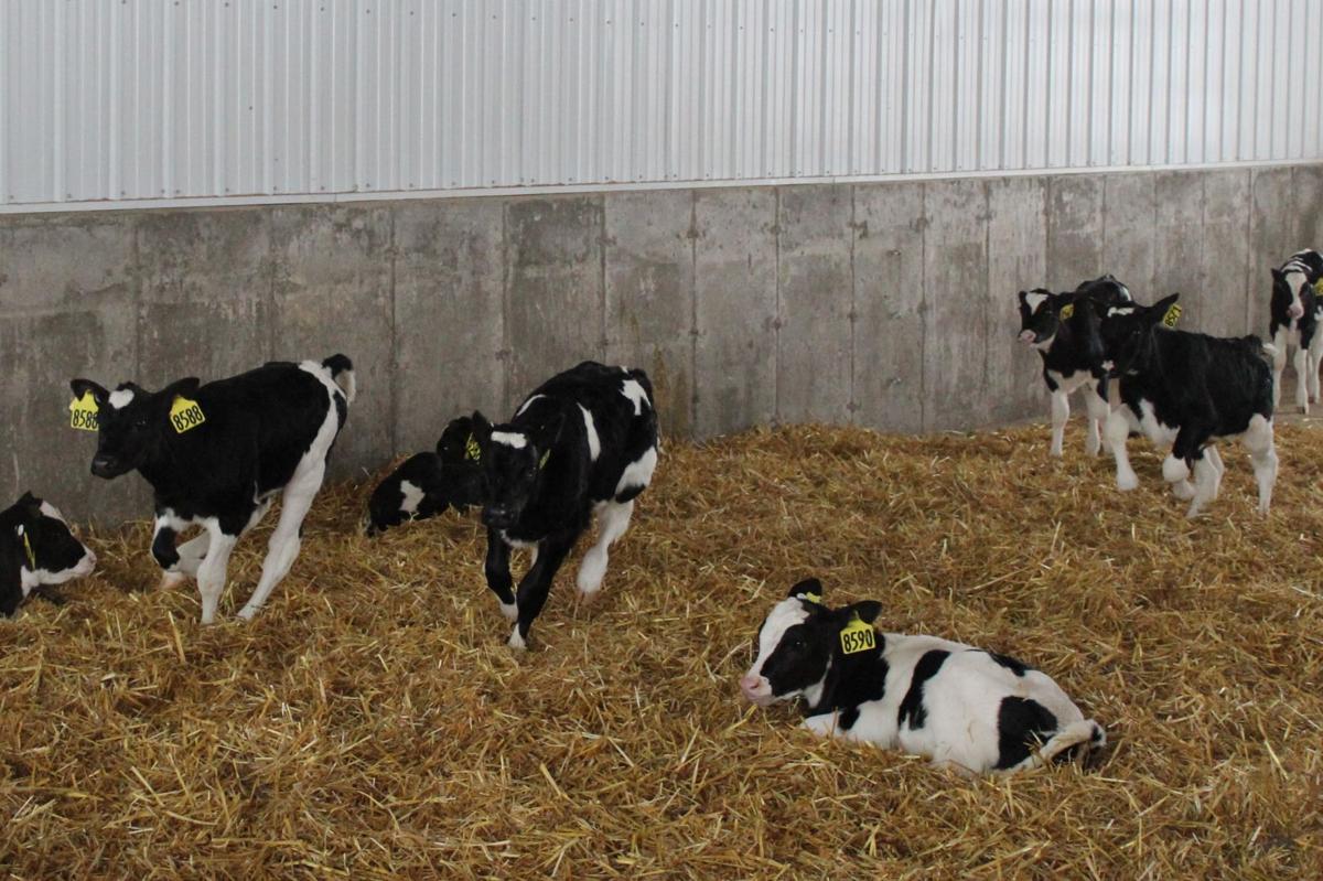 Dairy Calves