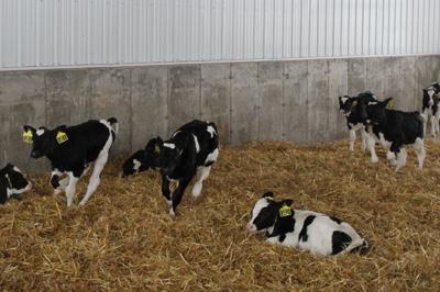Dairy Calves