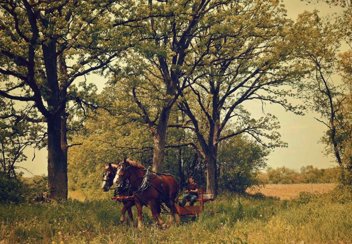 Oak trees and horses