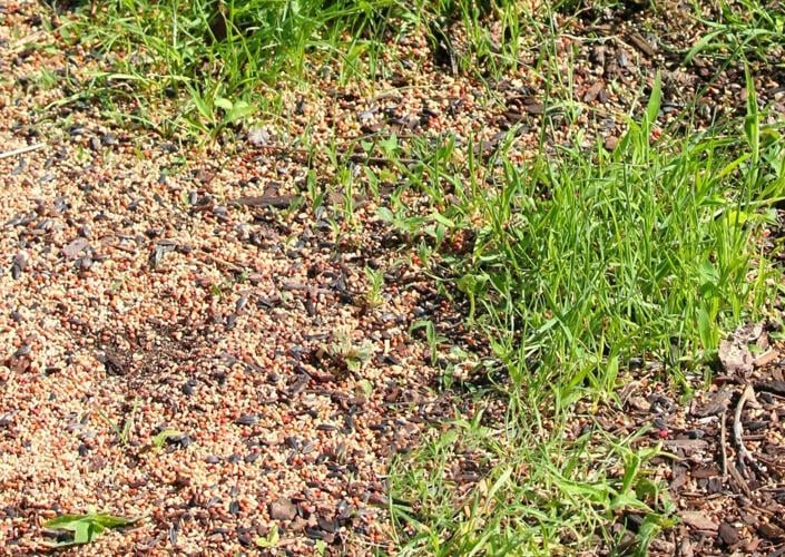 Bird seed by Palmer amaranth