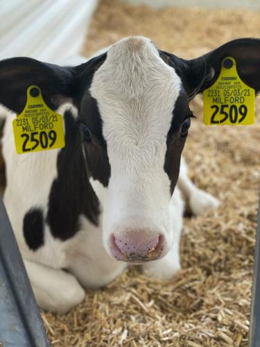 Milford the calf Whitetail Valley Dairy