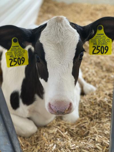 Milford the calf Whitetail Valley Dairy