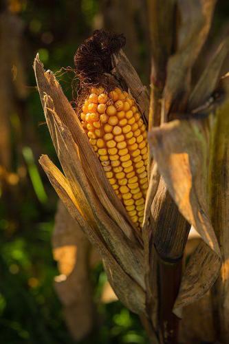 Ear of corn