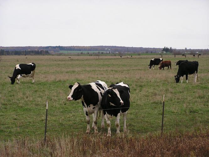 Dairy cattle in field