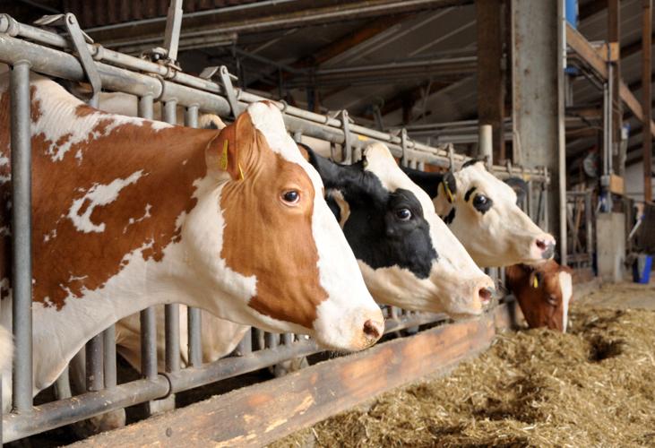 Dairy cows eat in barn