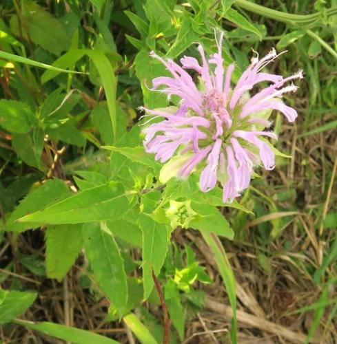 Wild bergemont
