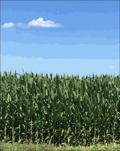 corn field