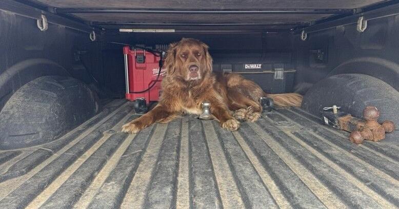 Help your dog through firework anxiety with these tips
