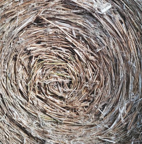 Hemp fiber