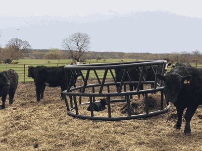 cows calves in feedlot by hay ring