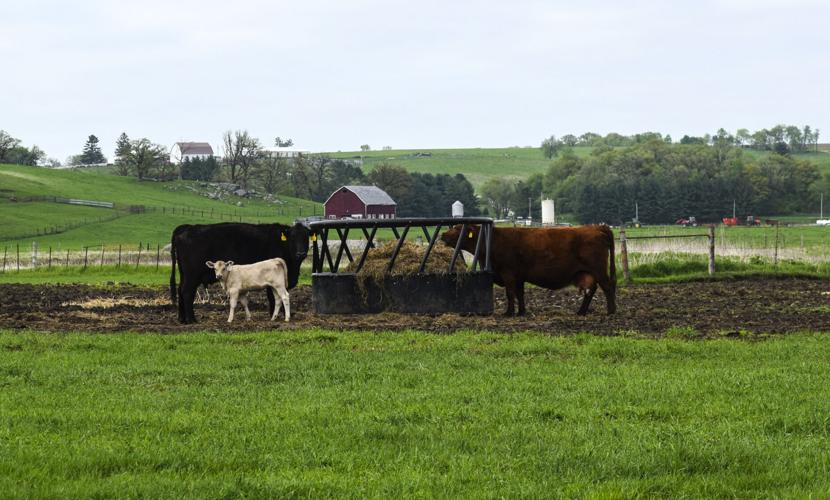 Cow-calf feeding at feed bunker