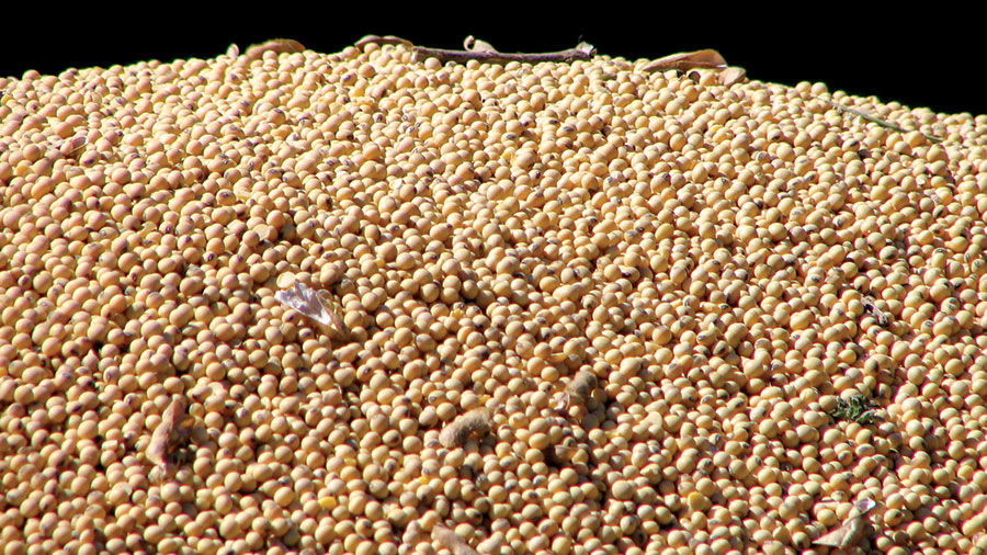 Soybeans closeup