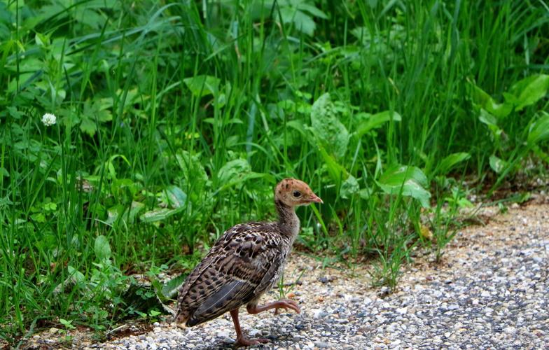 Turkey baby