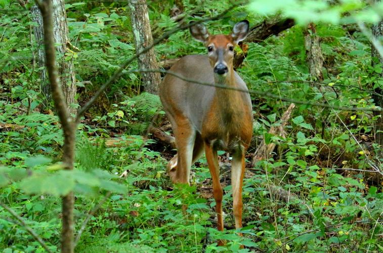 Deer