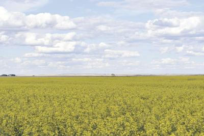 Canola