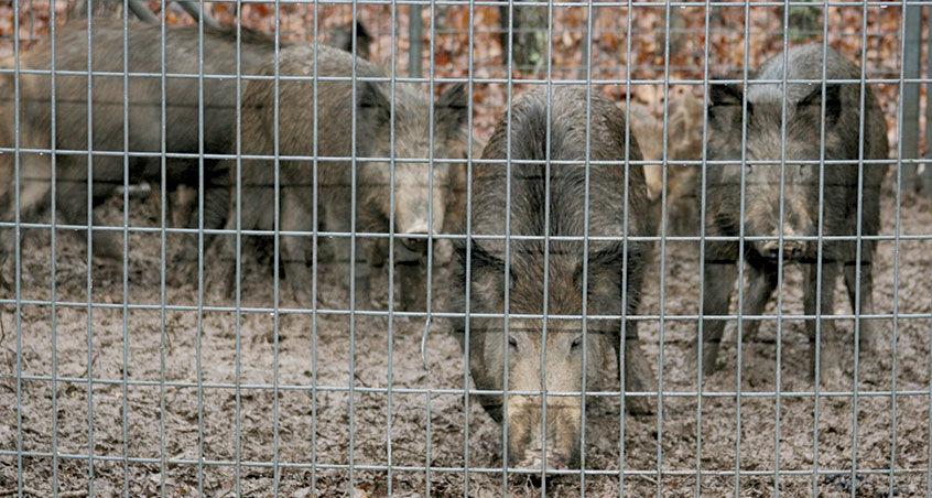 Feral hogs behind fence