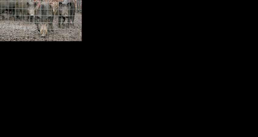 Wild hogs wreak economic havoc