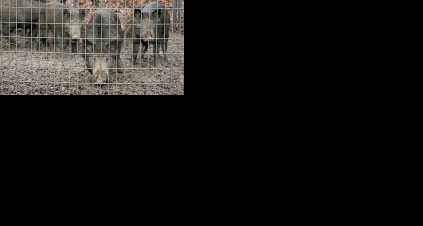 Feral hogs behind fence