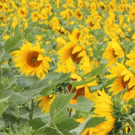 Sunflower kits to prevent combine fires
