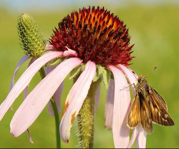 Dakota Skipper