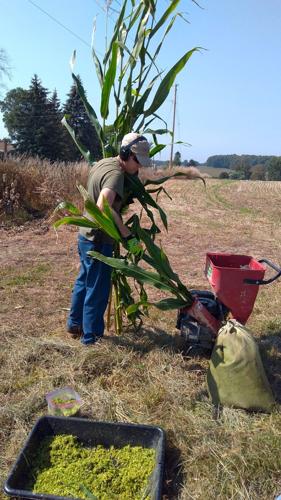 Hand-chopping silage for test