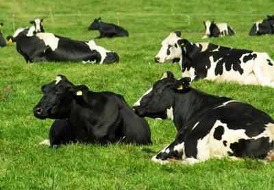 Cows graze