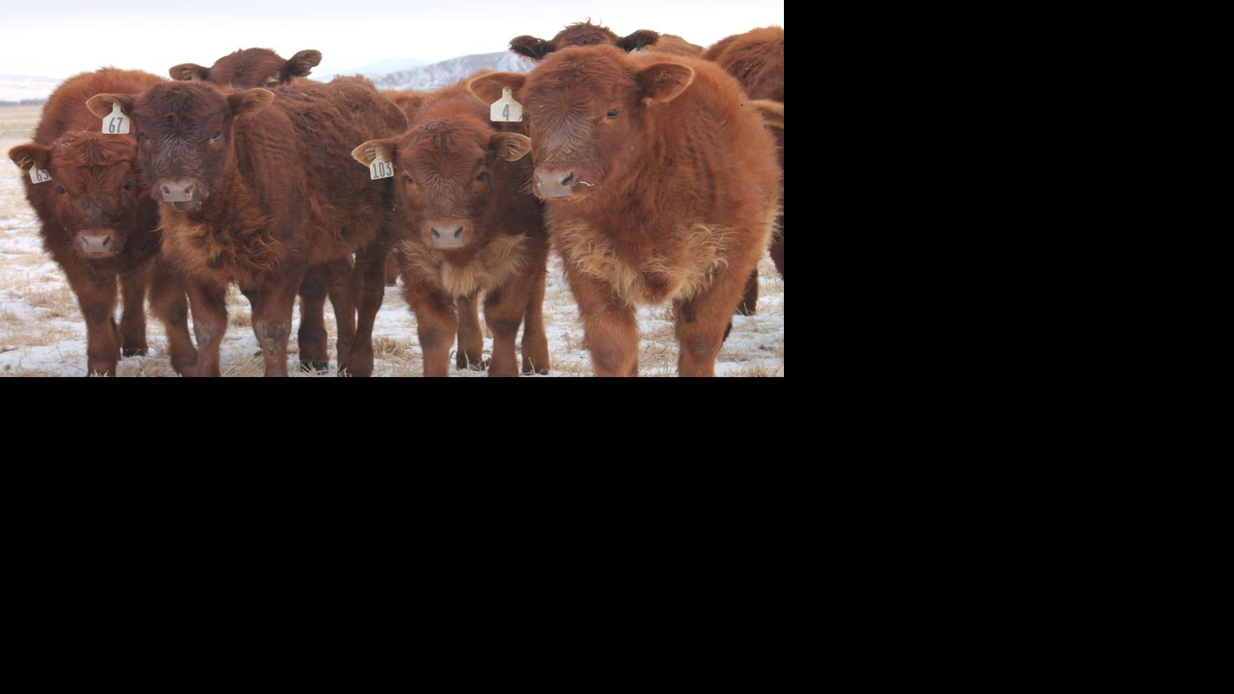 2021 offers opportunities for livestock industry ...