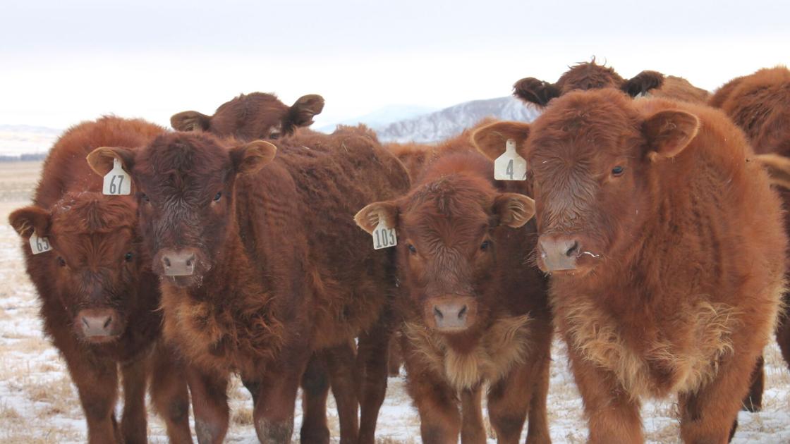 2021 offers opportunities for livestock industry